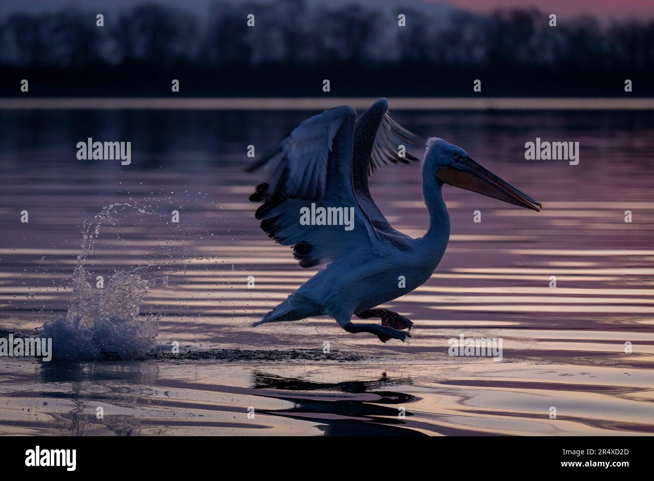 Dalmatian pelican (Pelecanus crispus) bounces into the air at dawn; Central Macedonia, Greece Stock Photo