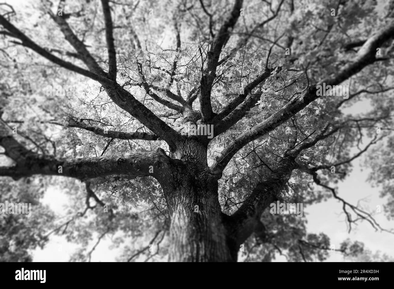 Tree leaves Black and White Stock Photos & Images - Alamy