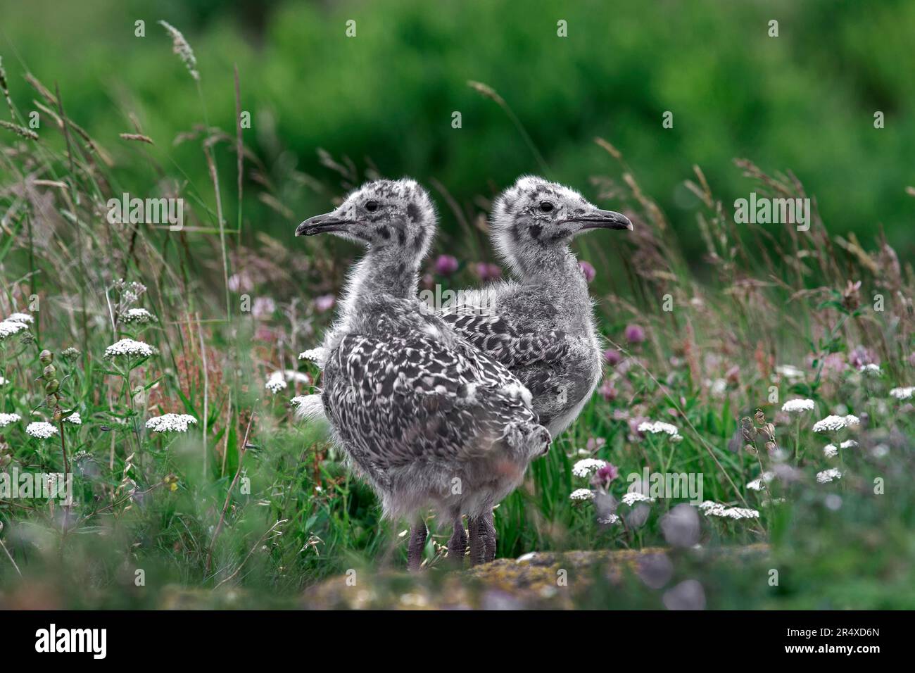 Herring Gull (Larus argentatus smithsonianus) chicks, Nature