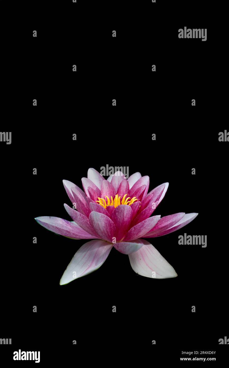 Sacred Lotus Flower (Nelumbo nucifera) aquatic plant, Royal Botanical