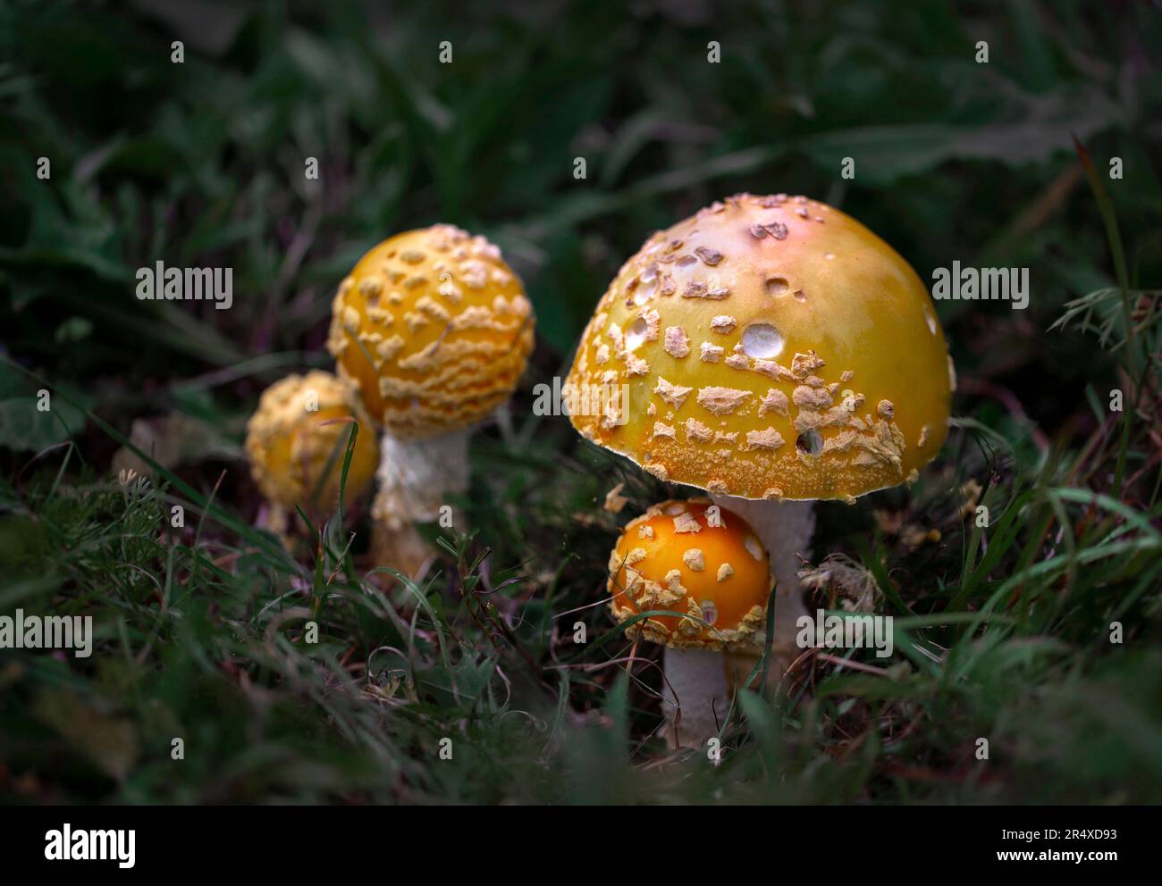 Cluster of Amanita Muscaria var. Guessowii mushrooms; Bear River, Nova Scotia, Canada Stock Photo