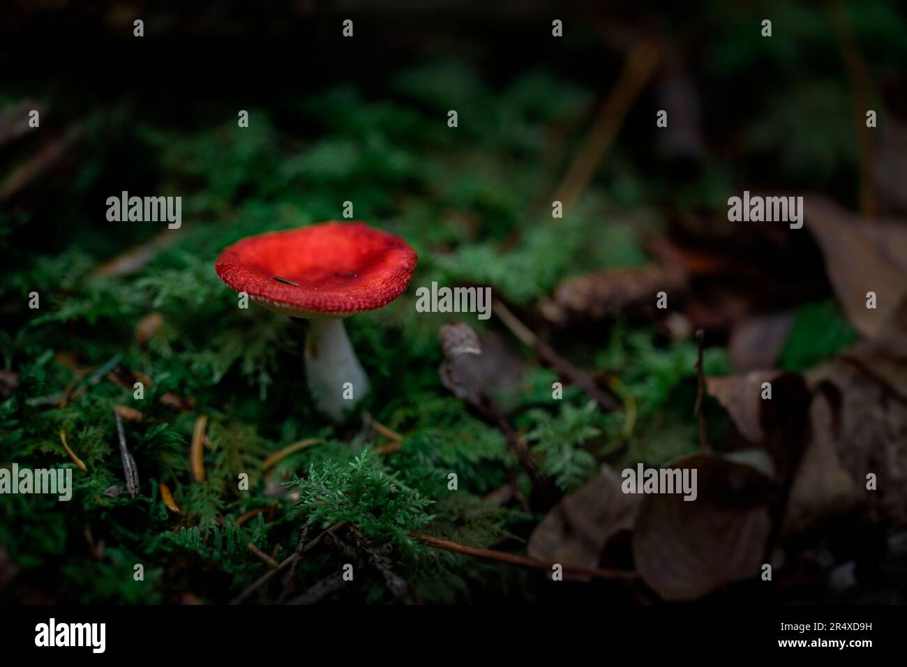 Red Mushroom (Russula emetica) in moss on forest floor; Annapolis County, Nova Scotia, Canada Stock Photo