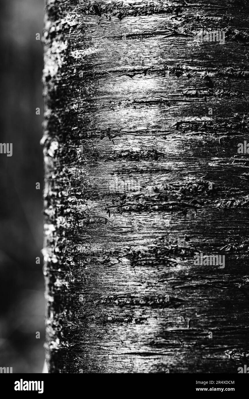 Closeup detail of Birch tree bark (Betula pendula) in black and white