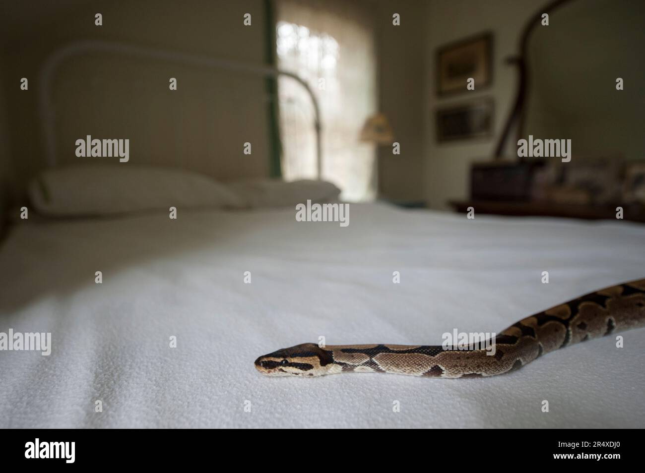 Ball python (Python regius) on a bed in a bedroom; Lincoln, Nebraska, United States of America Stock Photo
