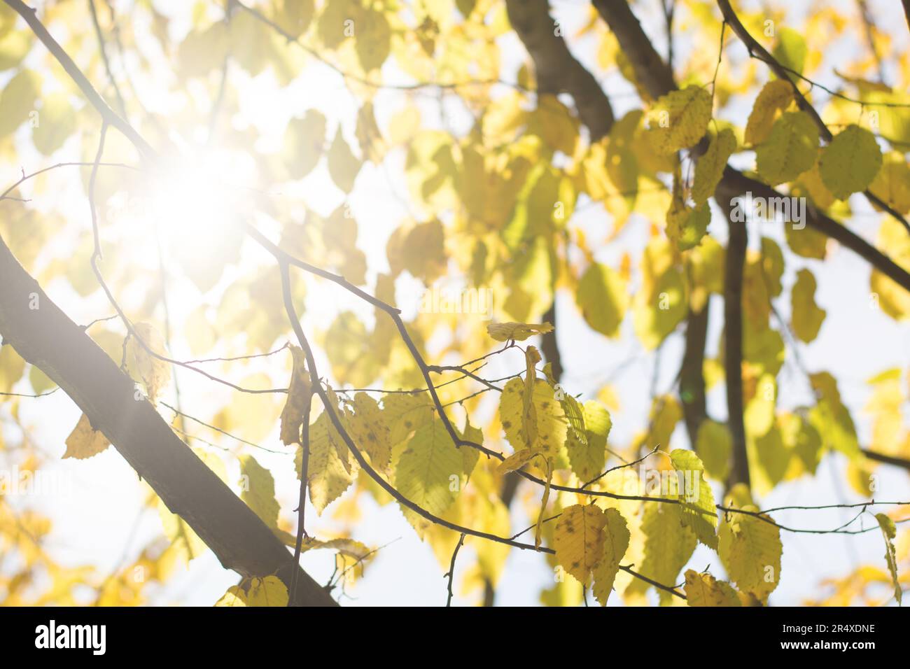 Yellow leaves on the tree hi-res stock photography and images - Alamy