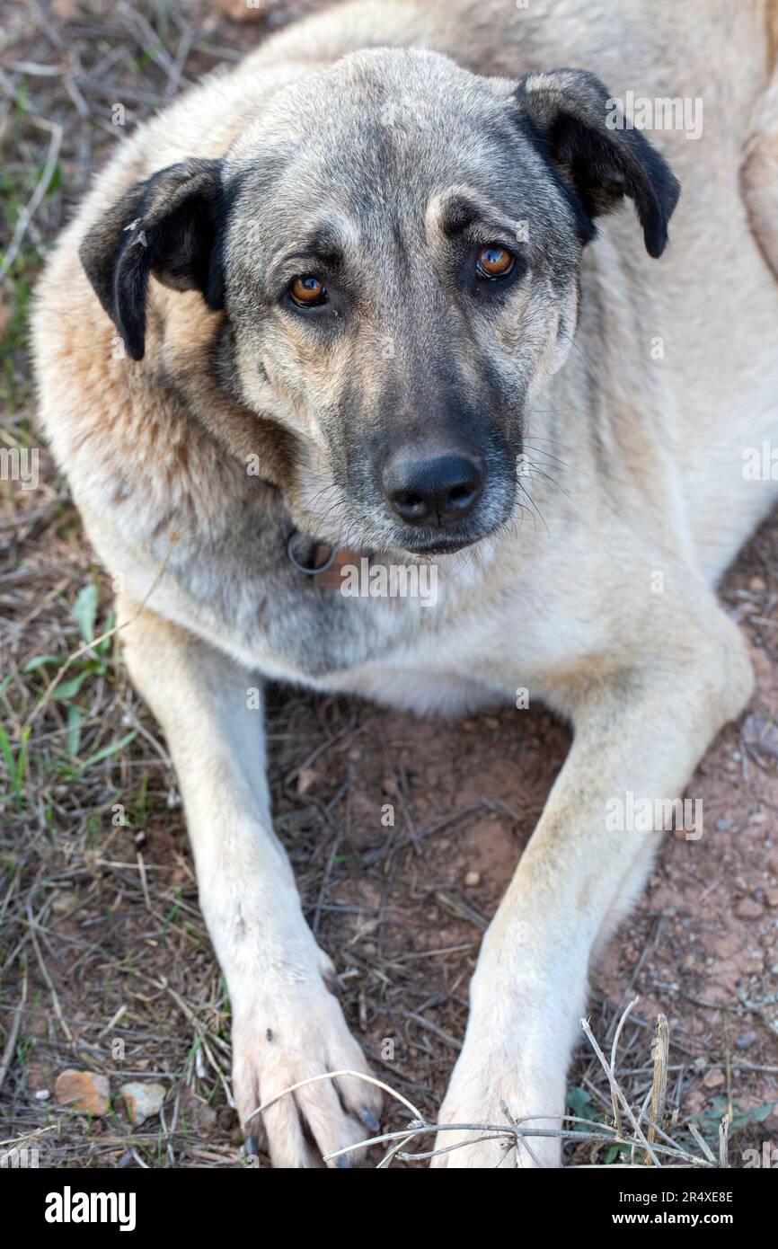 Sad cute dog sitting outdoors hi-res stock photography and images - Alamy