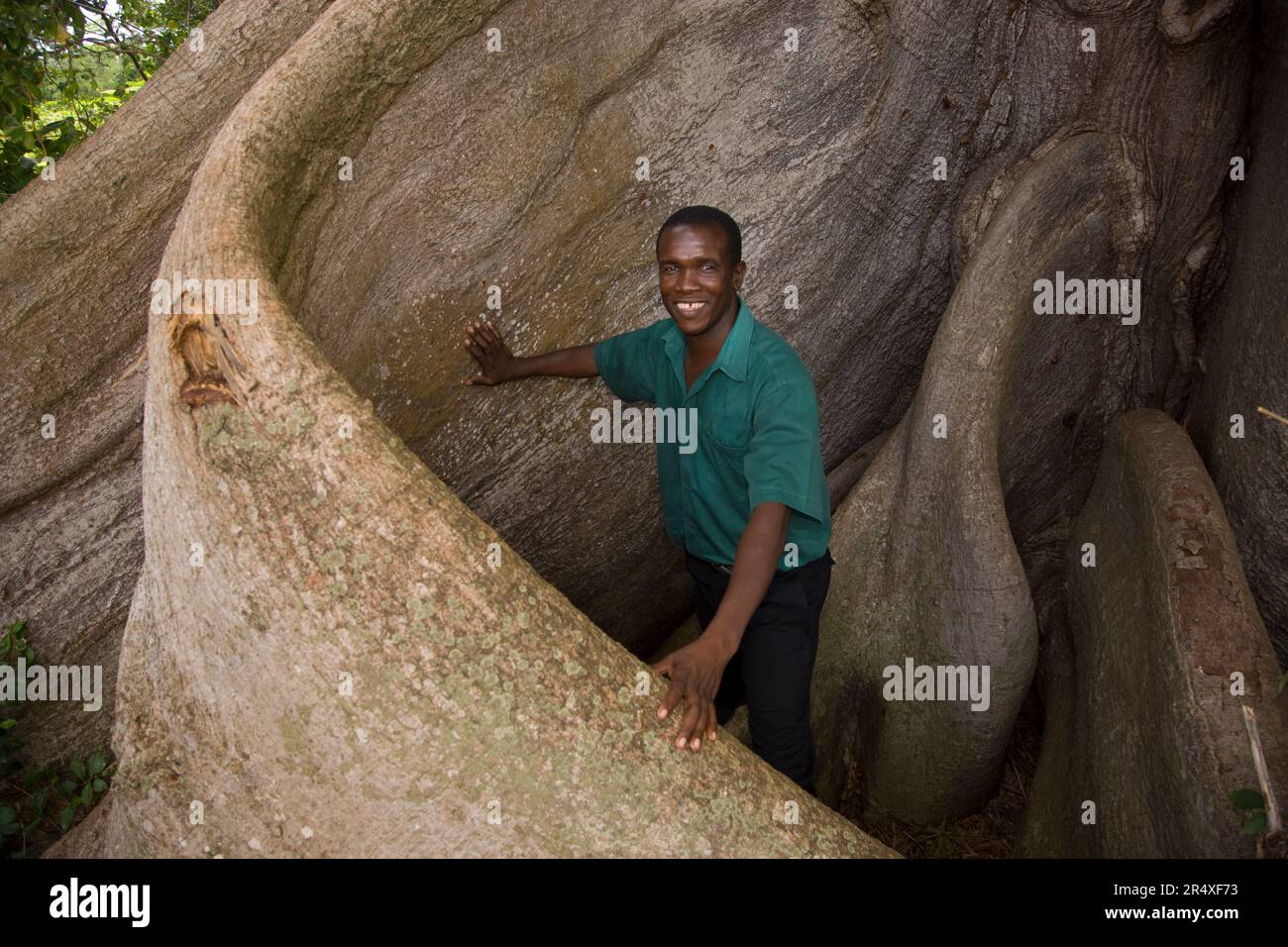 A tour guide next to the buttress roots of a ceiba tree. Stock Photo