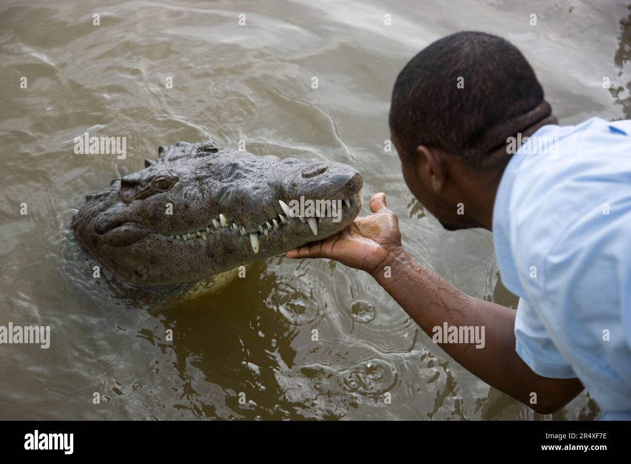 A tour guide scratches the chin of a crocodile in the Black River Stock
