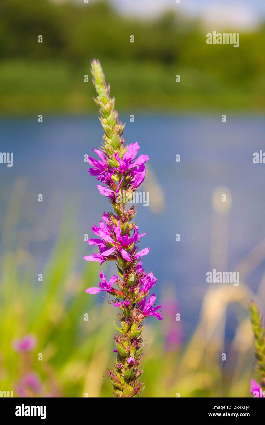 Willowherb plant growing on the river bank Stock Photo Alamy