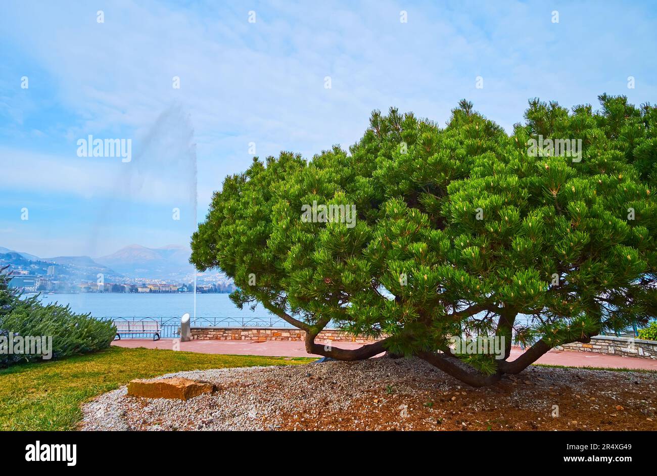 Riva Paradiso embankment with pines in park in front of  Lake Lugano with tall fountain, Lugano, Ticino, Switzerland Stock Photo