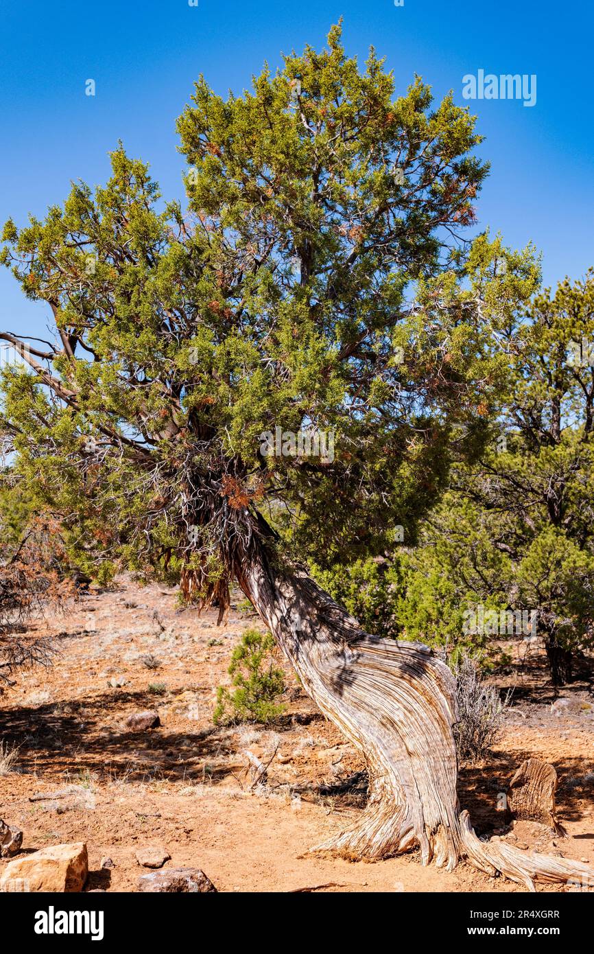 Old growth pine forest hi-res stock photography and images - Alamy