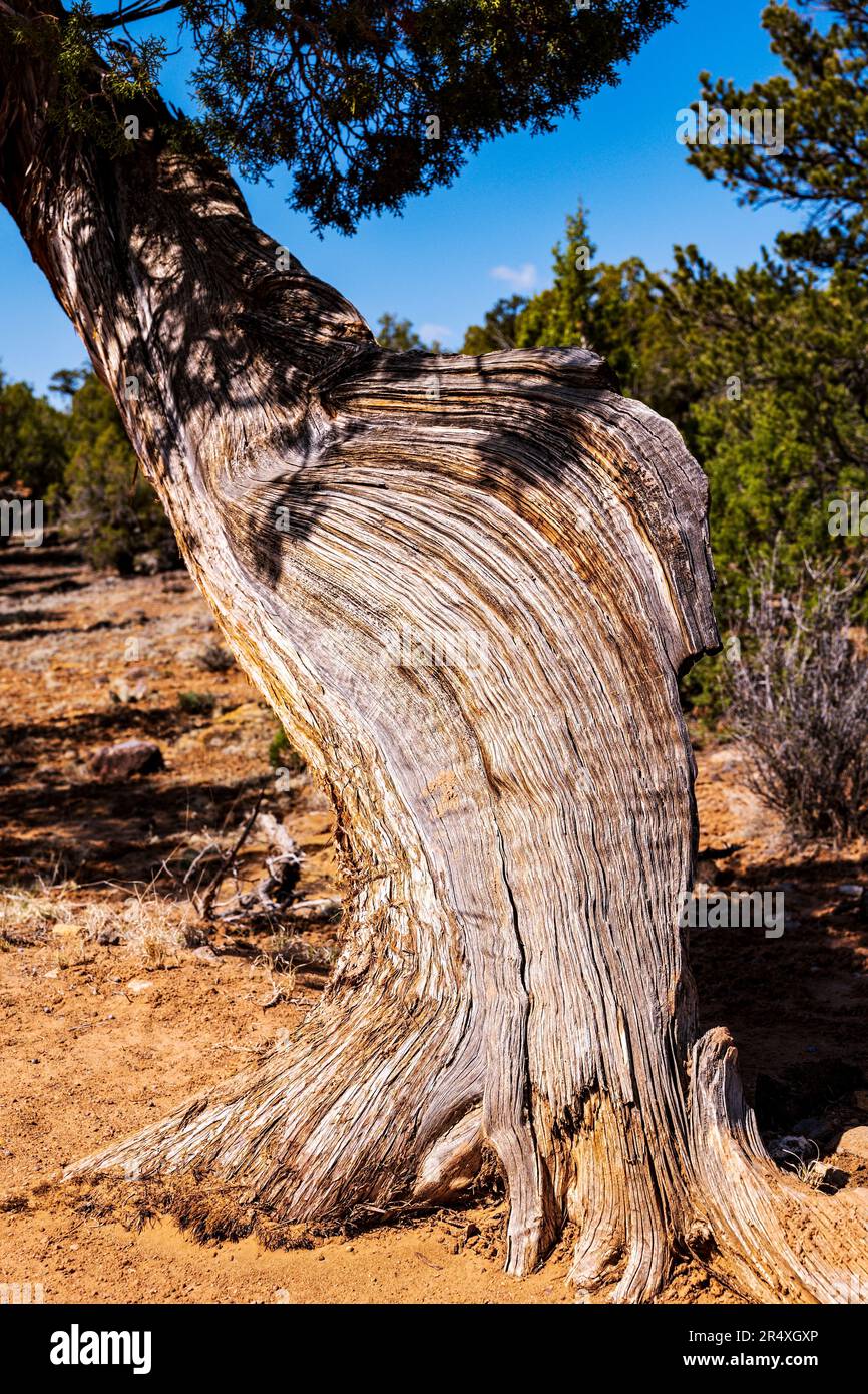 Close up of gnarled ancient Bristlecone Pine tree; Petrified Forest Trail; Escalante Petrified Forest State Park; Escalante; Utah; USA Stock Photo