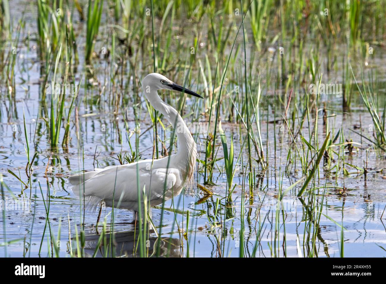 Little egret (Egretta garzetta) adult foraging in shallow water of marsh / marshland in spring Stock Photo