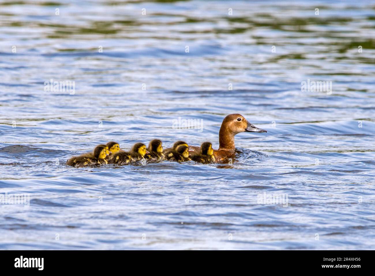 Common pochard (Aythya ferina) female swimming with chicks / ducklings in water of pond / lake in spring Stock Photo