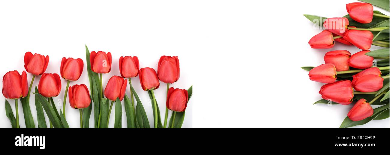 Beautiful red tulips on white background with copy space for text. Top ...