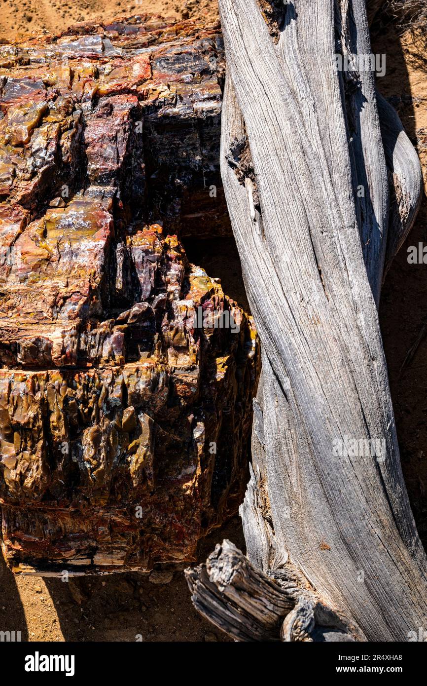 Rare & colorful petrified tree & gnarled ancient Bristlecone Pine tree; Petrified Forest Trail; Escalante Petrified Forest State Park; Escalante; Utah Stock Photo