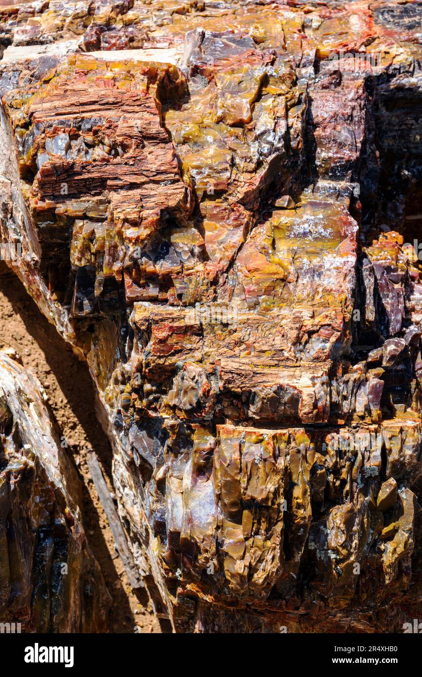 Rare & colorful petrified tree; Petrified Forest Trail; Escalante Petrified Forest State Park; Escalante; Utah; USA Stock Photo