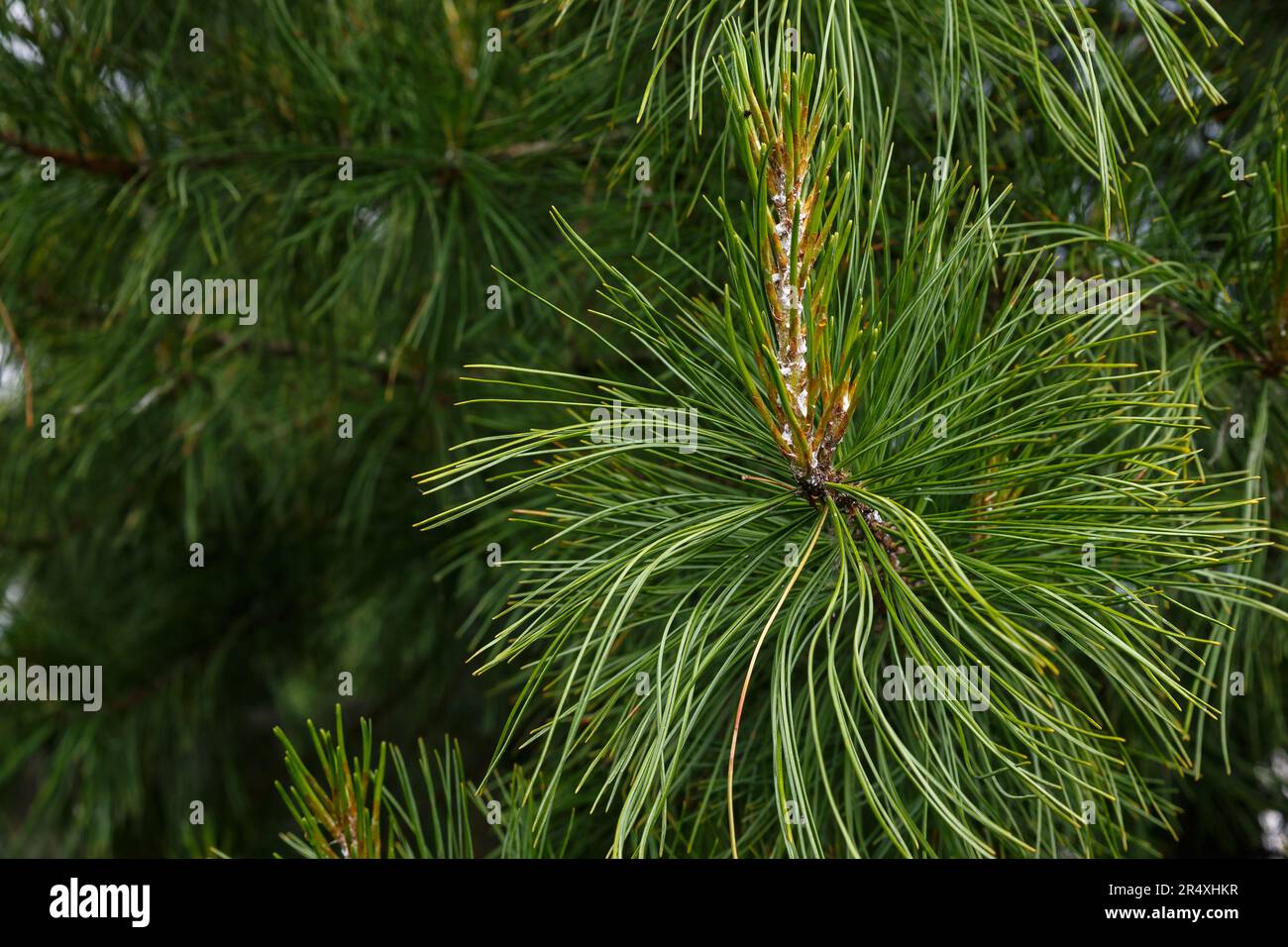 Siberian pine tree branch with green needles close-up. Nature background Stock Photo