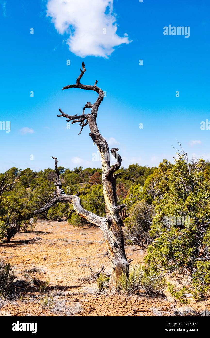 Gnarled ancient Bristlecone Pine tree; Petrified Forest Trail; Escalante Petrified Forest State Park; Escalante; Utah; USA Stock Photo