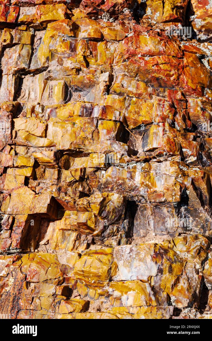 Rare & colorful petrified tree; Petrified Forest Trail; Escalante Petrified Forest State Park; Escalante; Utah; USA Stock Photo