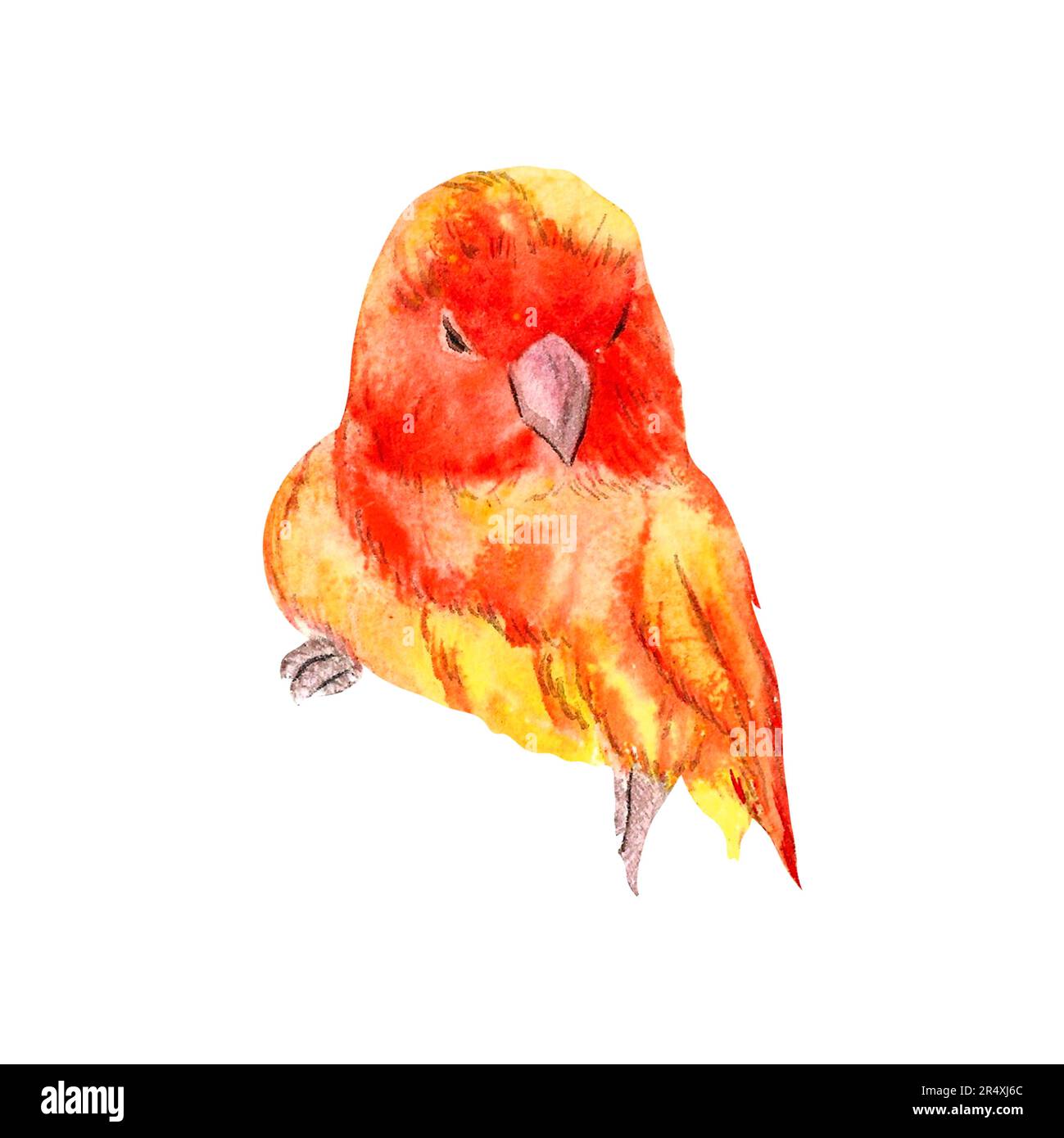 the lovebird parrot painted in watercolor isolated white background hand drawn Perfect for card design, invitation, scrapbooking, fabric printing Stock Photo