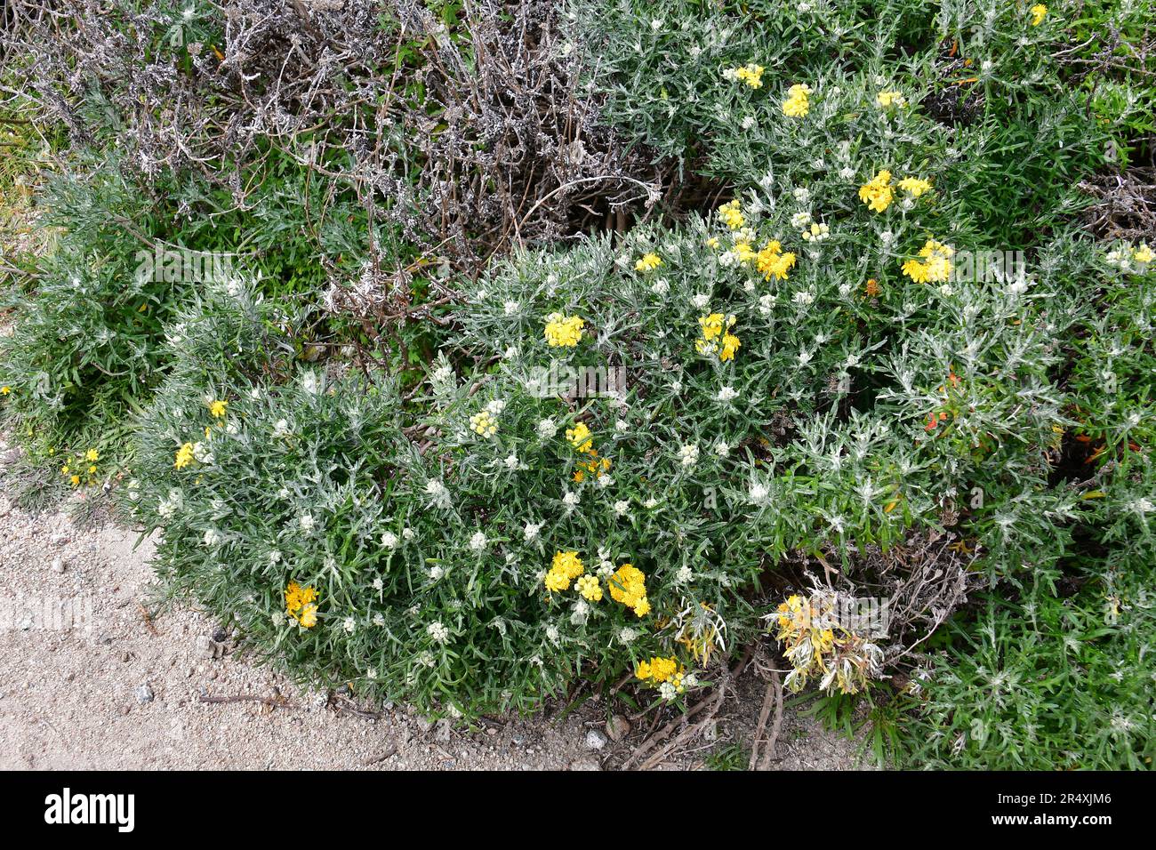 seaside woolly sunflower, Eriophyllum staechadifolium, Monterey, Monterey County, California, USA, North America Stock Photo