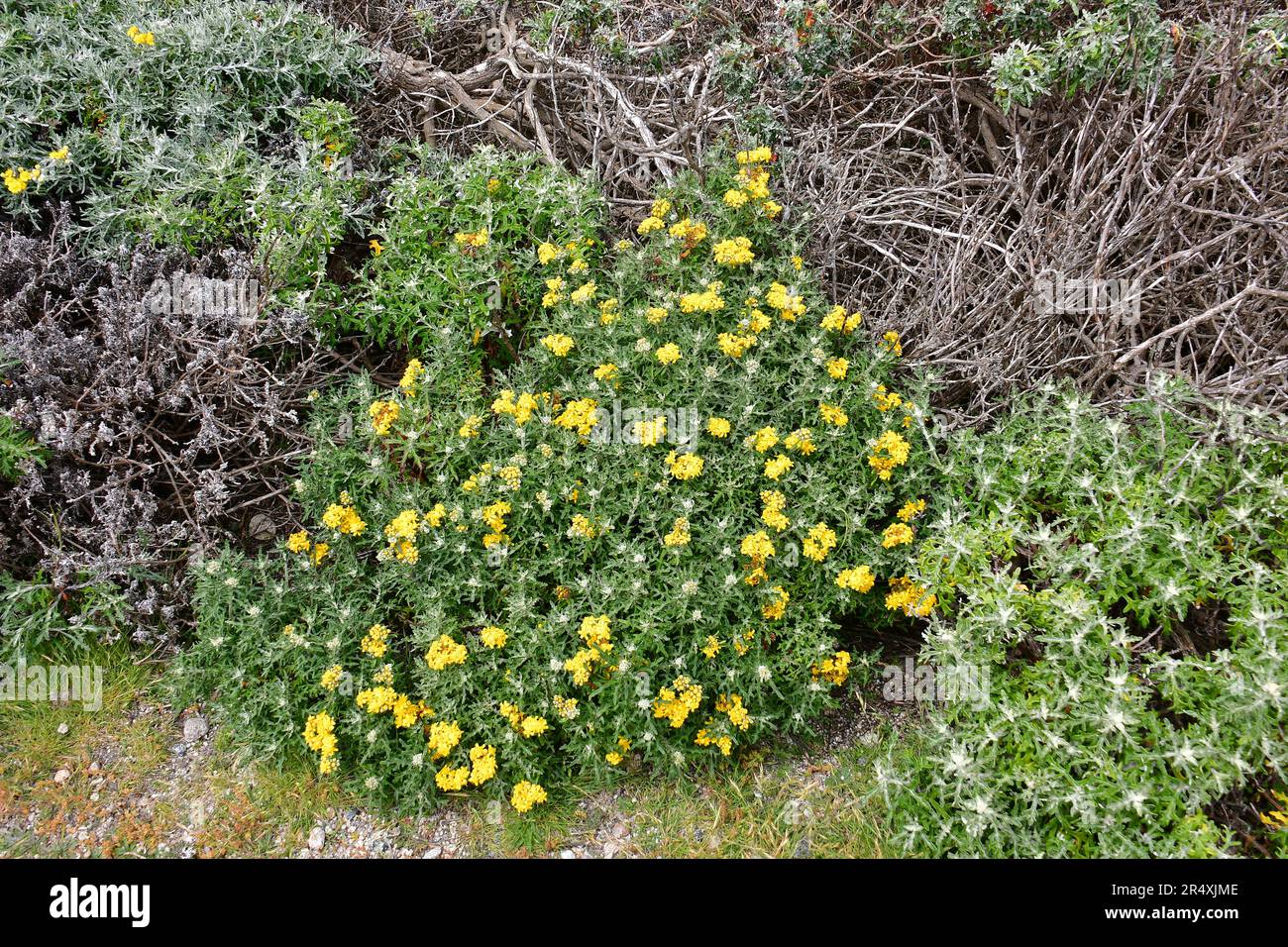 seaside woolly sunflower, Eriophyllum staechadifolium, Monterey, Monterey County, California, USA, North America Stock Photo