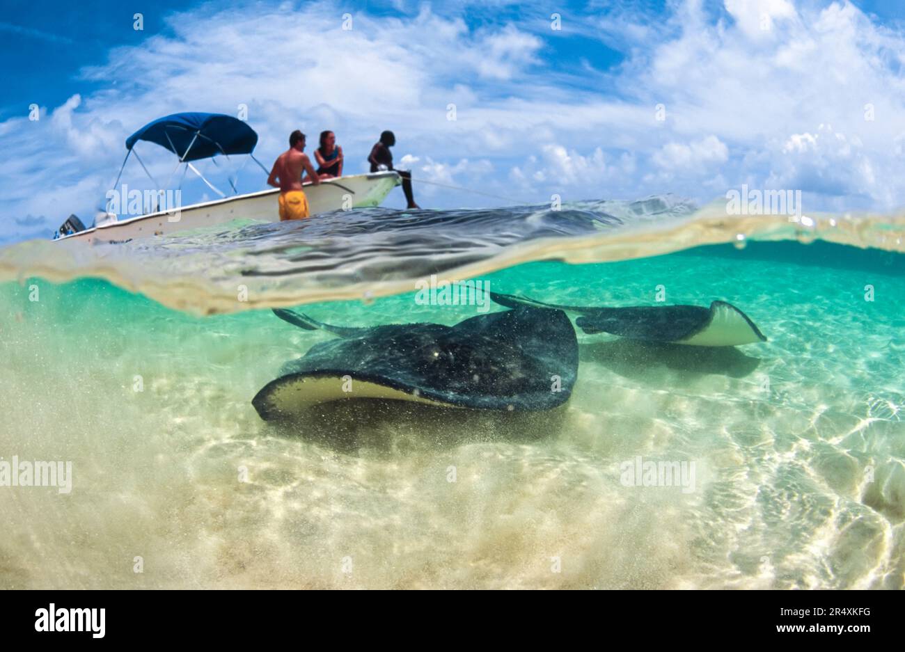 Split view of sea rays swimming in shallow waters past a boat with passengers; Turks and Caicos Islands, West Indies Stock Photo