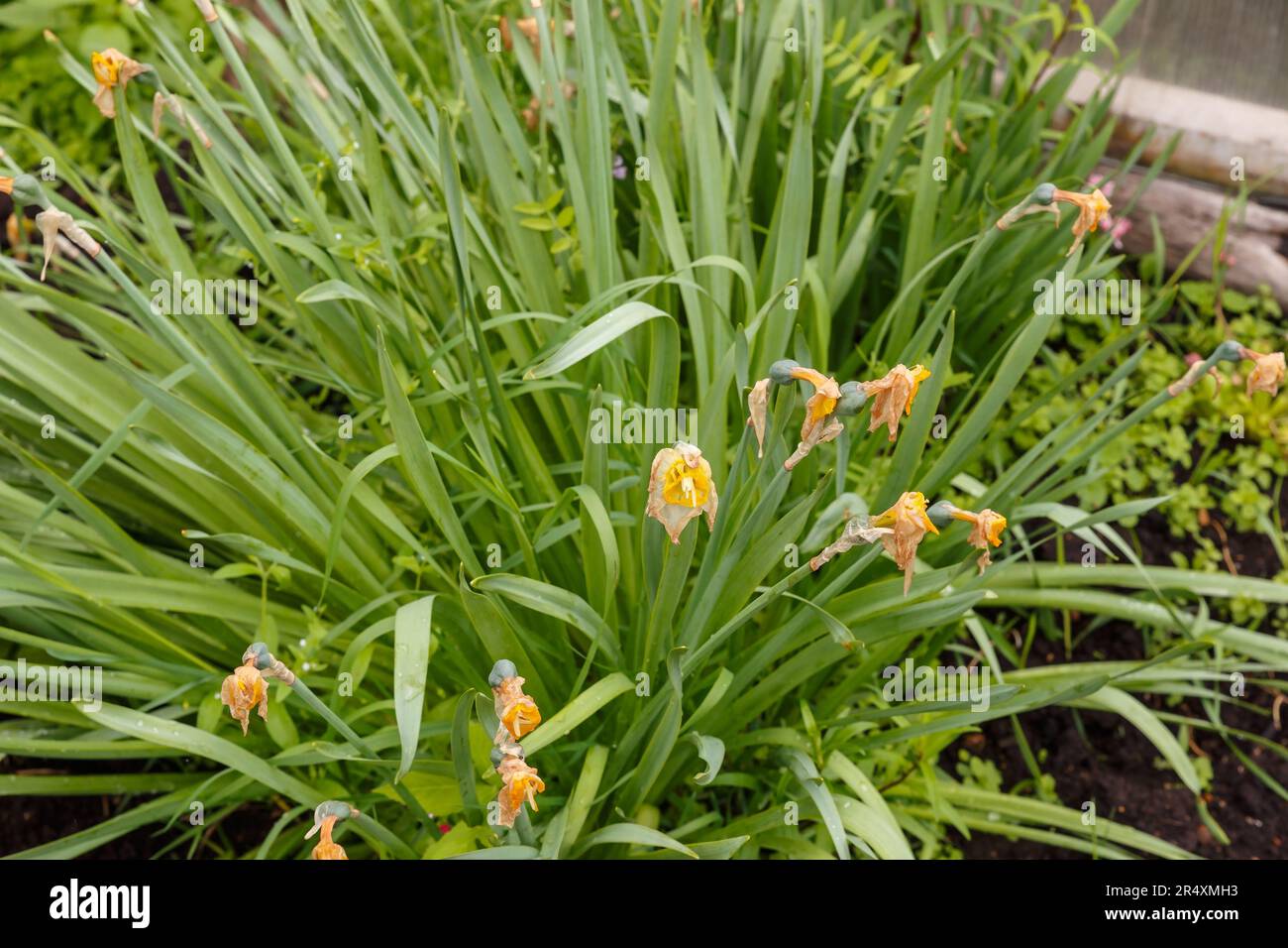 Withered narcissus flowers in the garden. faded flower Stock Photo