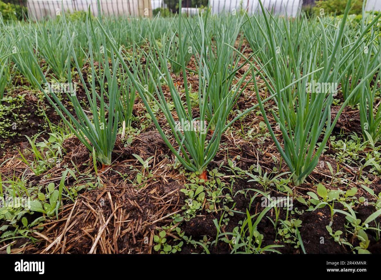Green onions plantation in summer hi-res stock photography and images ...