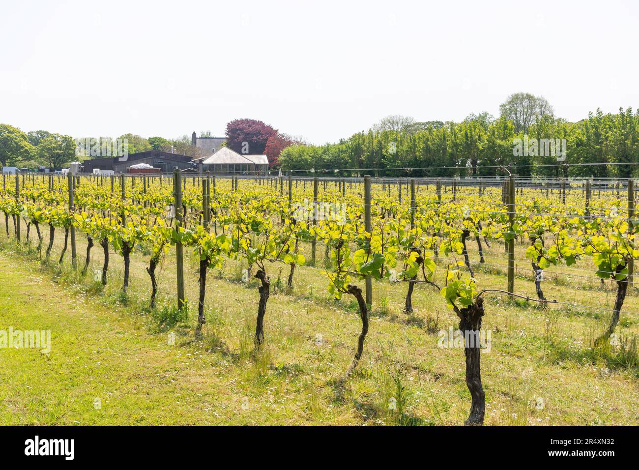 Rows of vines, La Mare Wine Estate, La Rue de la Hougue Mauger, St Mary Parish, Jersey Stock Photo