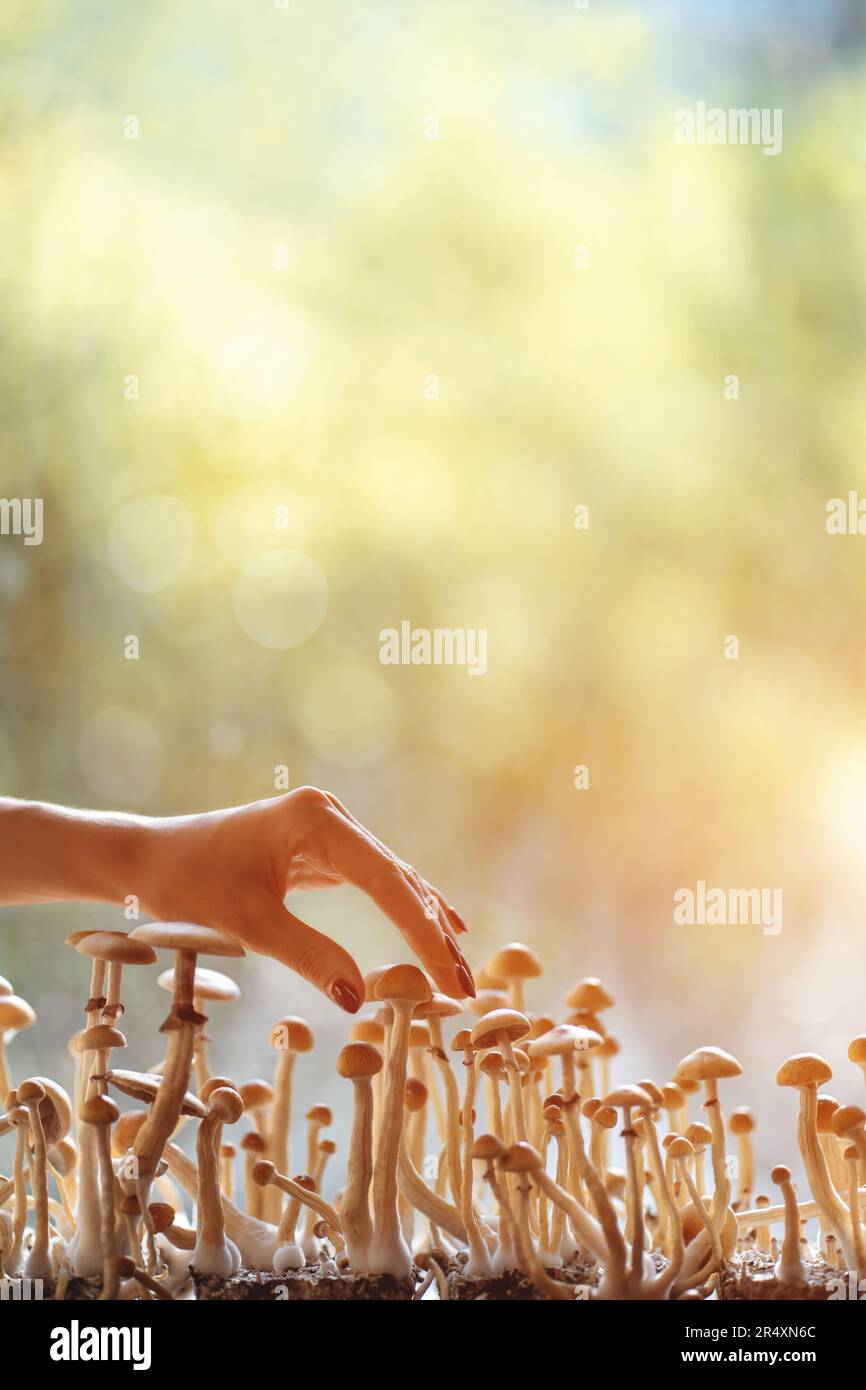 person hand harvesting psychedelic psilocybin mushrooms homemade or laboratory Stock Photo