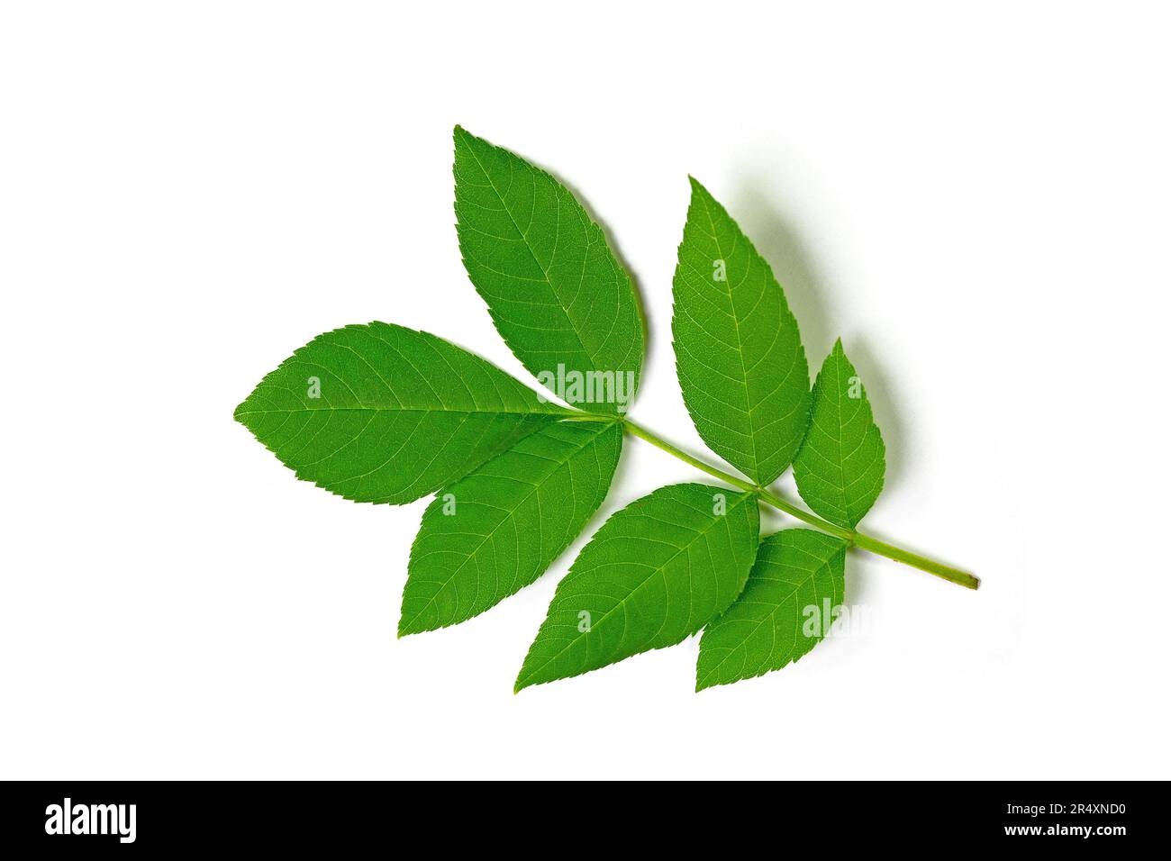 Leaf of ash tree against white background Stock Photo Alamy
