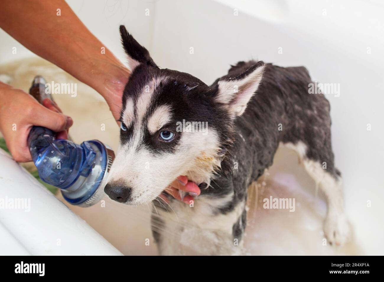 Bathing a husky puppy. The dog takes a shower with soap and water Stock