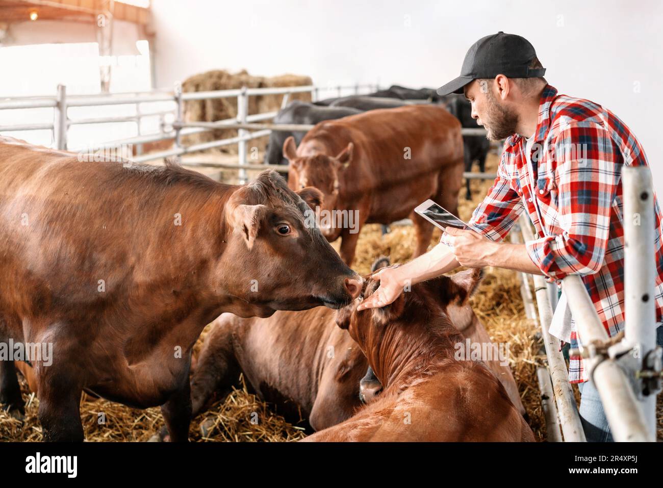 Livestock breeder using digital tablet during the check at cattle farm, cows and farmer. Stock Photo