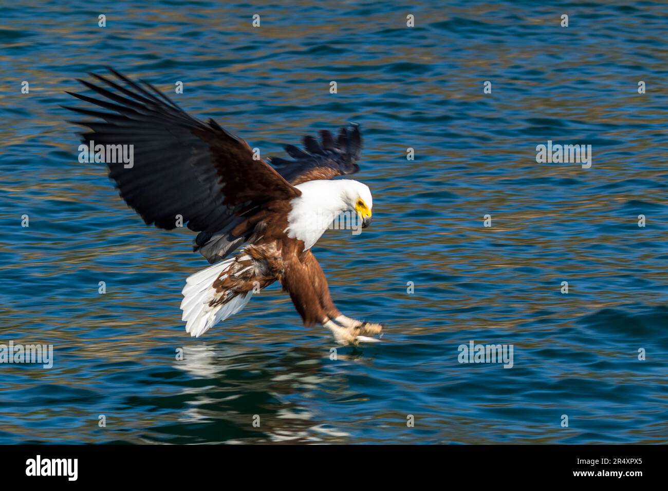 Bald eagle catches a fish in lake Malawi at Otter Point, Malawi. Bald eagle on Lake Malawi near Cape Maclear approaching a bait fish in the water, Lake Malawi National Park. Stock Photo