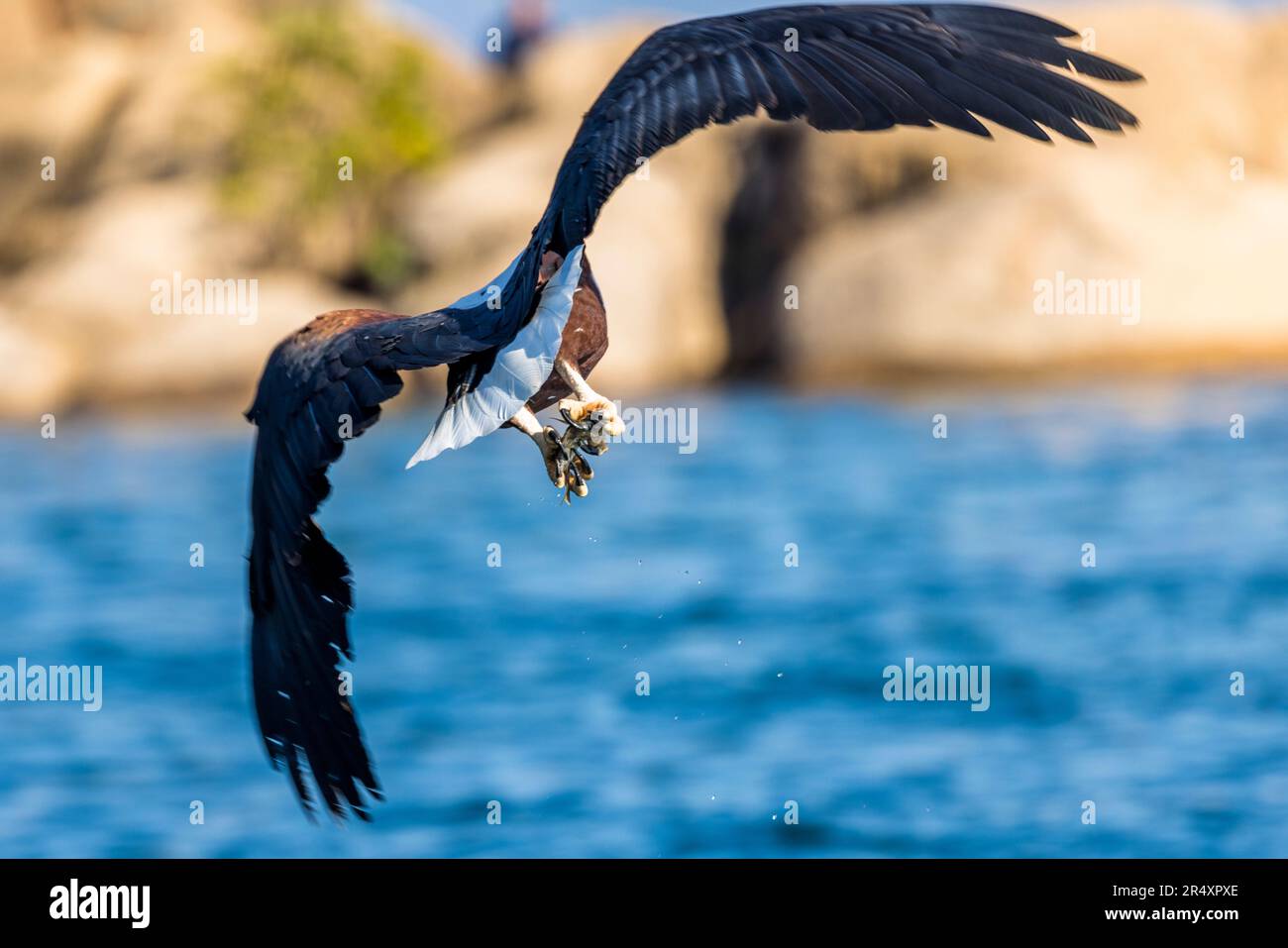 Bald eagle at Lake Malawi catching a fish at Otter Point, Malawi Stock Photo