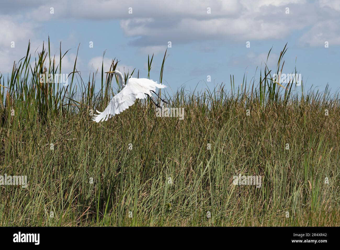 Everglades, Florida, USA. 8th May, 2023. A wild Great Egret, also known