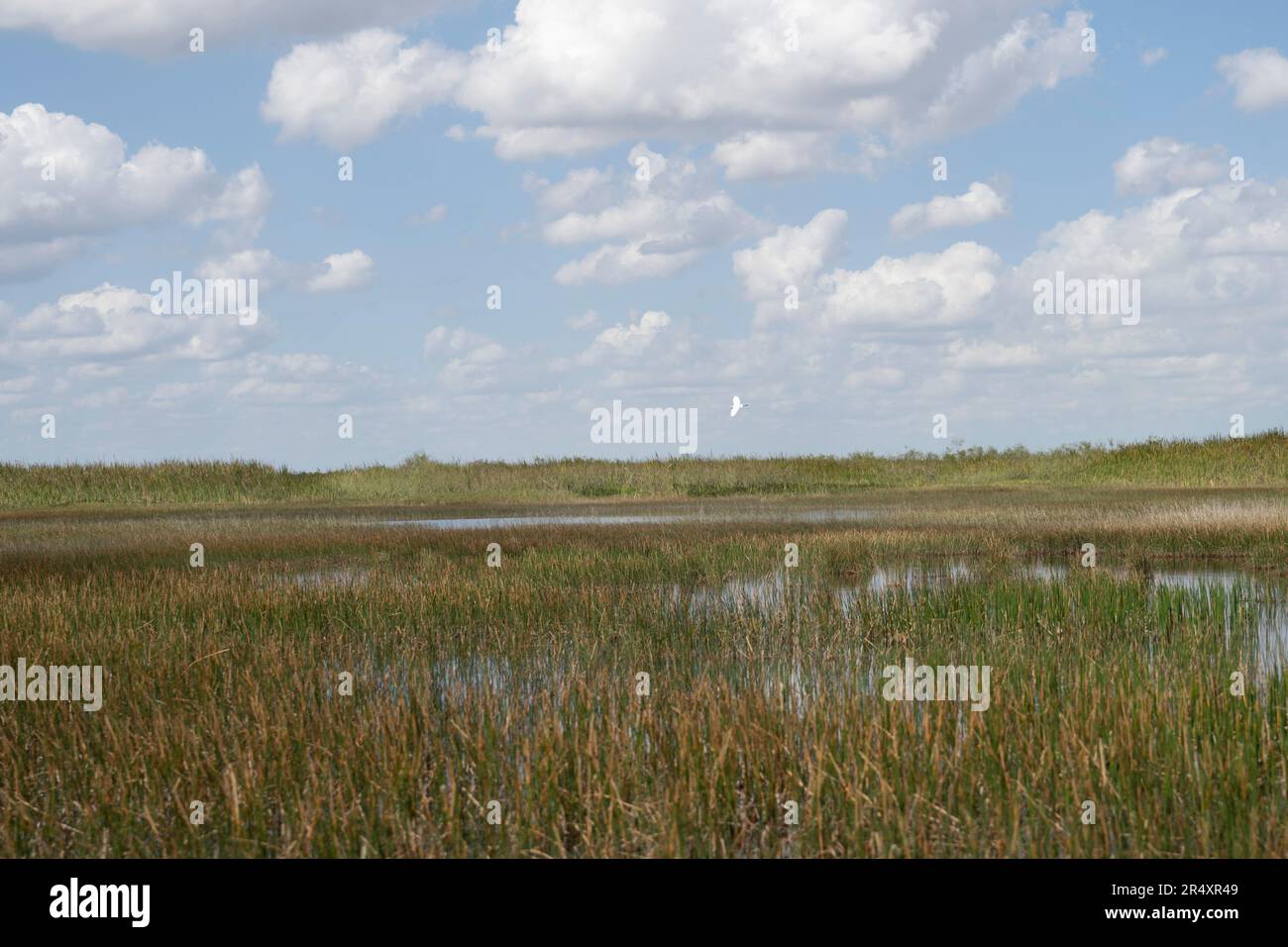 Everglades, Florida, USA. 8th May, 2023. Everglades National Park is a ...