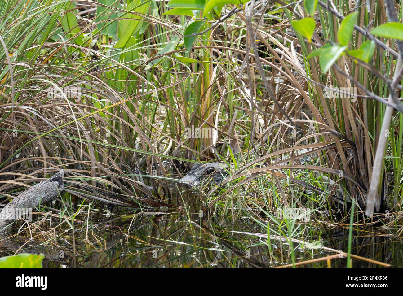 florida birds of prey