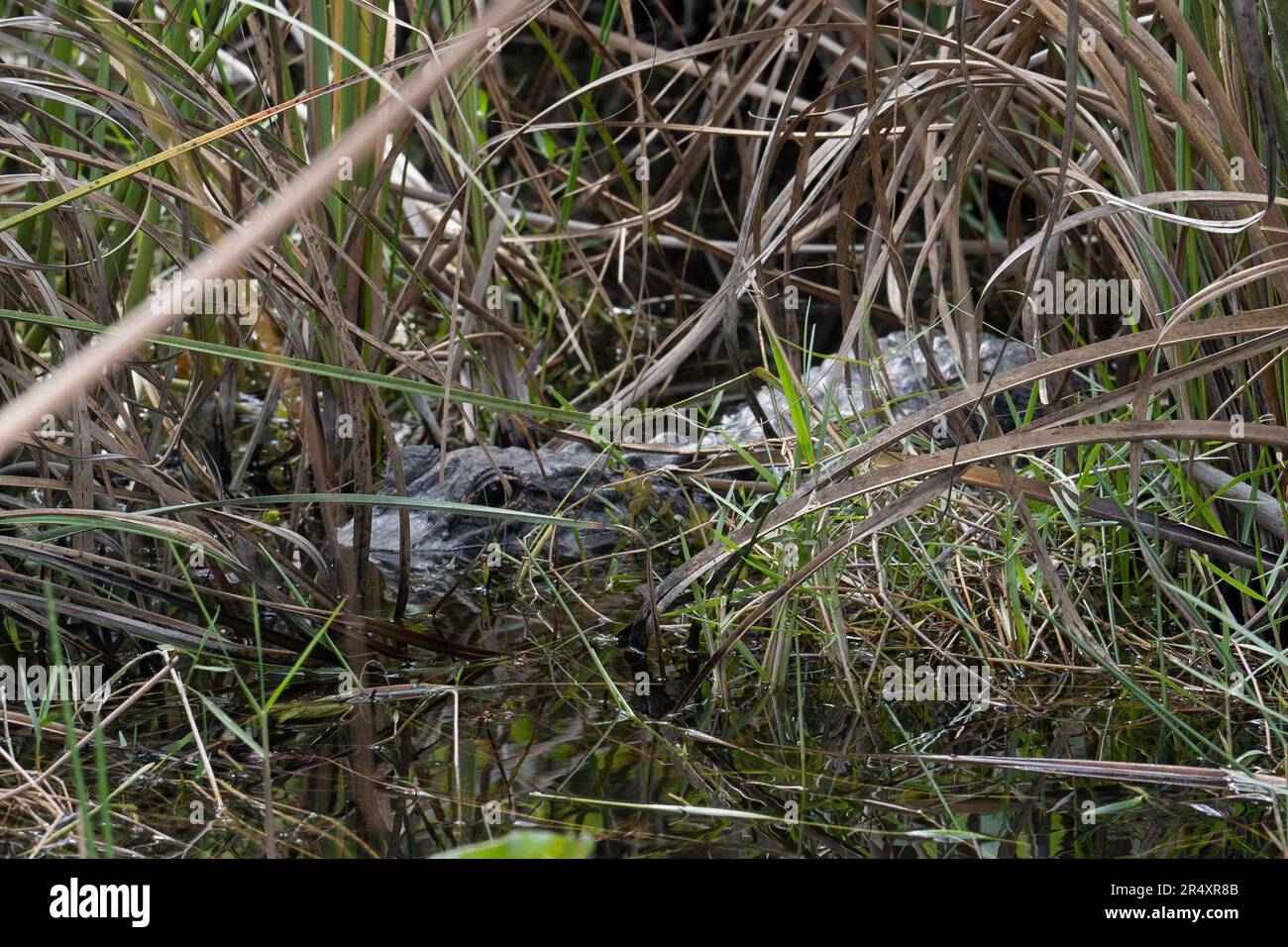 Everglades, Florida, USA. 8th May, 2023. A wild alligator hiding