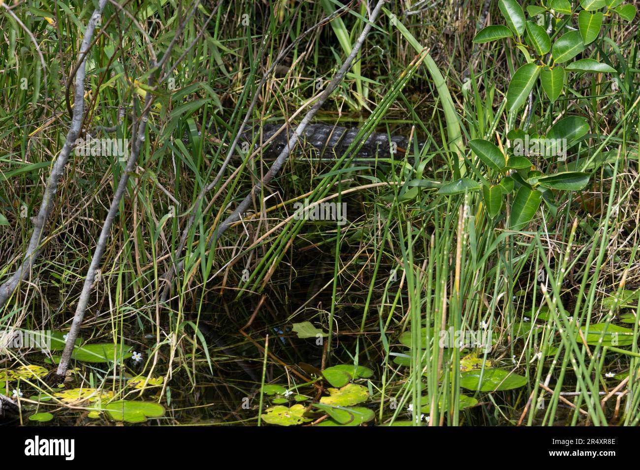 Everglades, Florida, USA. 8th May, 2023. A wild alligator hiding