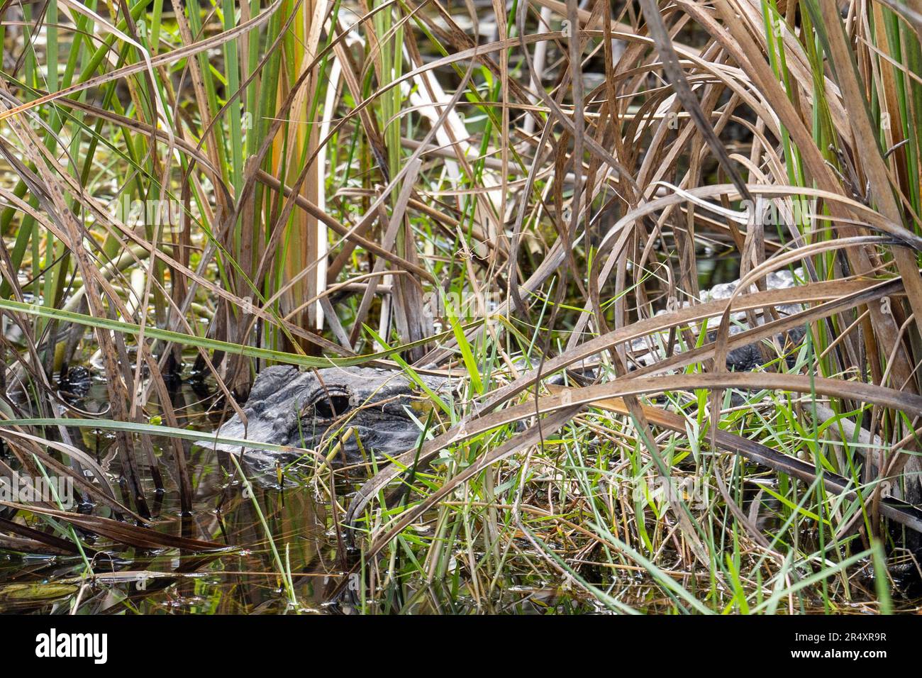 Everglades, Florida, USA. 8th May, 2023. A wild alligator hiding