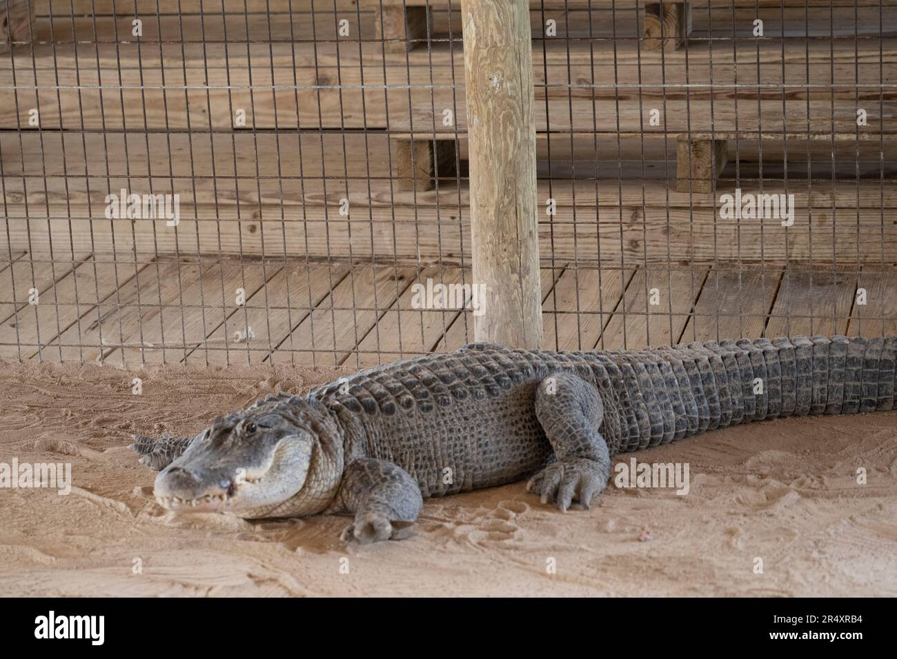 Everglades, Florida, USA. 8th May, 2023. An alligator in captivity