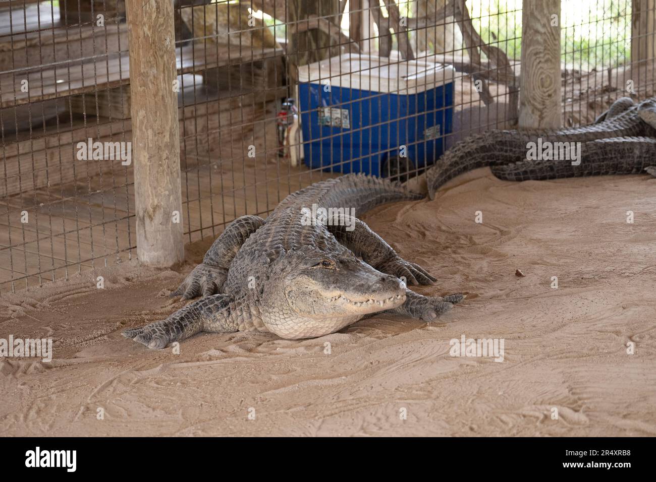 Everglades, Florida, USA. 8th May, 2023. An alligator in captivity