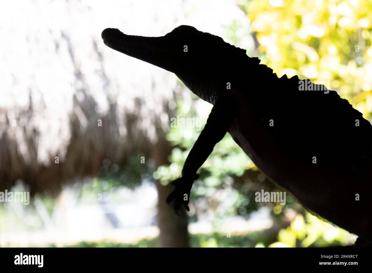 Everglades, Florida, USA. 8th May, 2023. A zoo keeper holding an