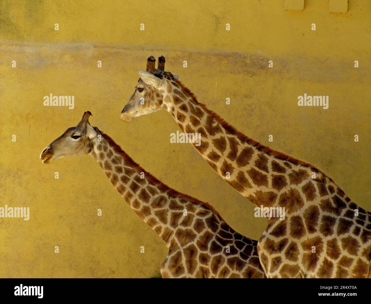 Pair of giraffes in Lisbon Zoo Stock Photo