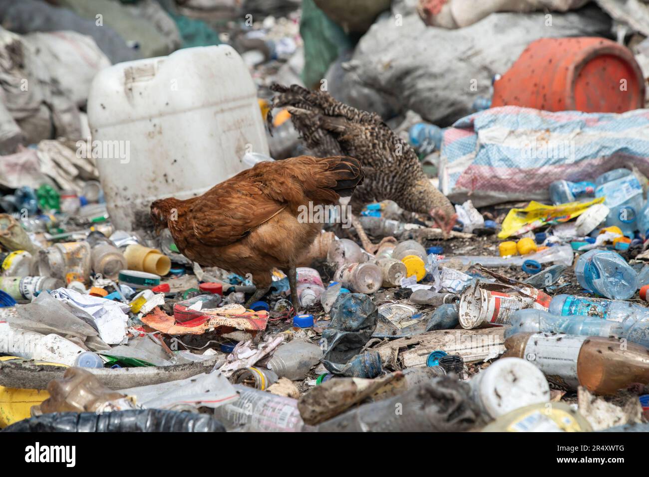 Chicken seen feeding at a plastic recycling plant in Nakuru. Negotiators have gathered in Paris, France for the second round of deliberations to develop a global treaty aimed at tackling the escalating issue of plastic pollution. According to a recent report by the United Nations Environment Programme (UNEP), countries have the potential to reduce plastic pollution by 80% by 2040 by eliminating unnecessary plastics, implementing recycling and reuse strategies, introducing deposit return schemes, and substituting plastic with sustainable alternative materials. (Photo by James Wakibia/SOPA Ima Stock Photo