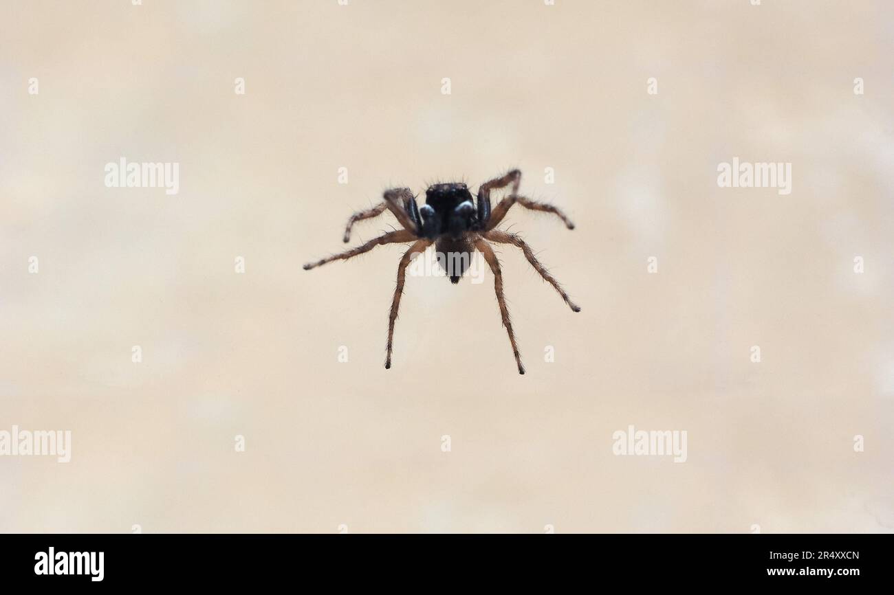 spider scientific name Arachnida of animal phylum arthropods Stock