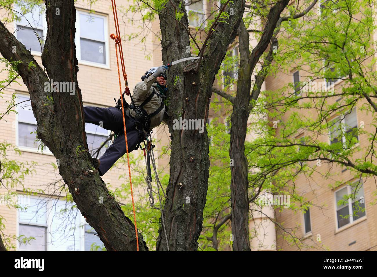 A tree climbing arborist prunes a thornless Honey Locust (Gleditsia triacanthos inermis) in a difficult to reach location in the treetop. Stock Photo